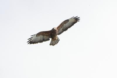 Buse variable