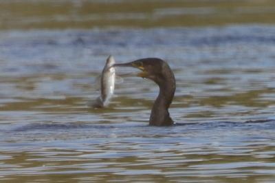 Grand Cormoran