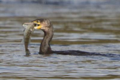 Grand Cormoran