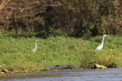 Grande Aigrette