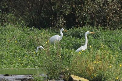 Grande Aigrette