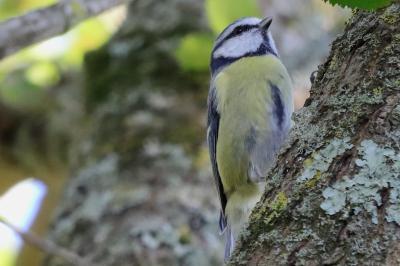 Mésange bleue