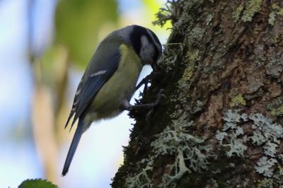 Mésange bleue