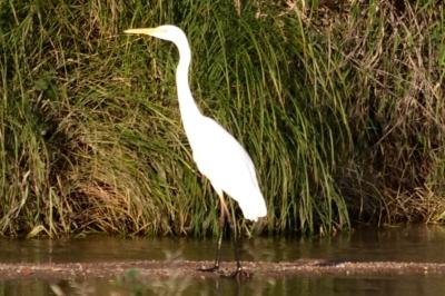 Grande Aigrette