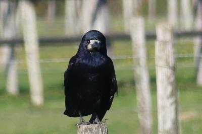 Corvus frugilegus