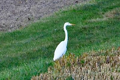Grande Aigrette