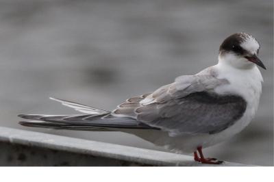 Sterne arctique