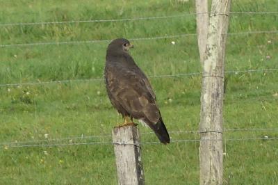 Buse variable