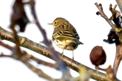 Pipit farlouse