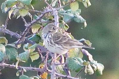 Pipit farlouse