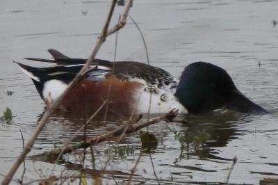 Canard souchet