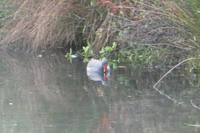 Poule-d'eau