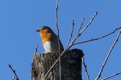 Rougegorge familier