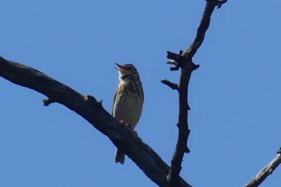 Pipit des arbres