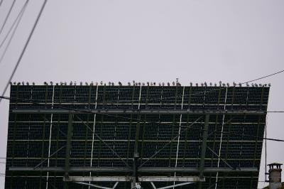 Pigeon biset