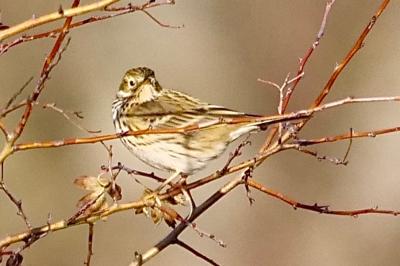 Pipit farlouse