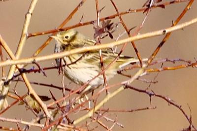Pipit farlouse