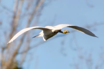 Aigrette garzette