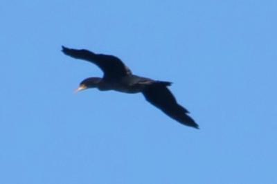 Grand Cormoran