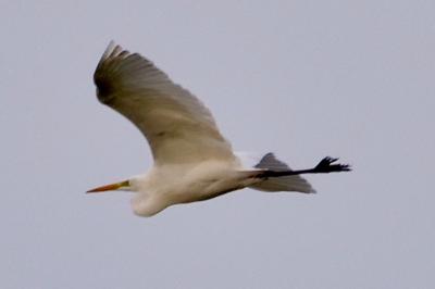 Grande Aigrette
