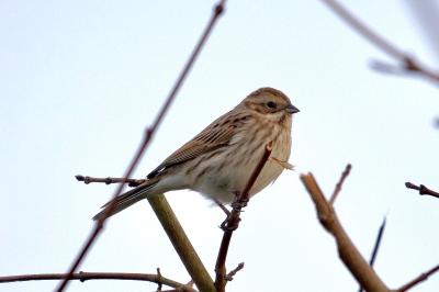 Bruant des roseaux