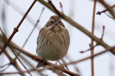Bruant des roseaux
