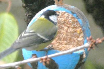 Mésange charbonnière