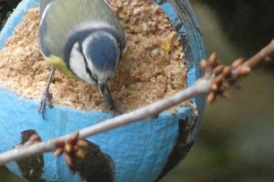 Mésange bleue