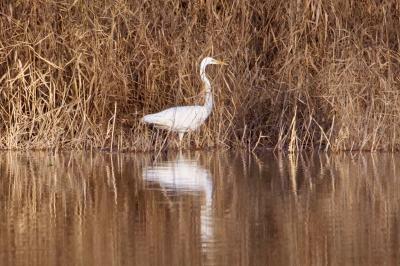 Grande Aigrette
