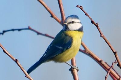 Cyanistes caeruleus