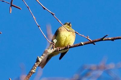 Bruant jaune
