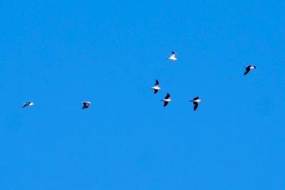 Mouette rieuse