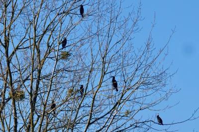 Grand Cormoran