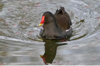 Poule-d'eau