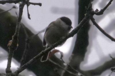 Mésange nonnette