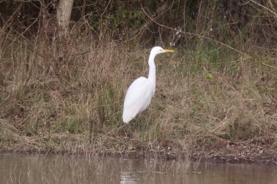 Grande Aigrette