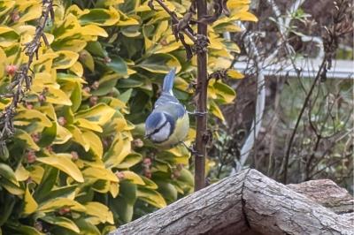 Mésange bleue