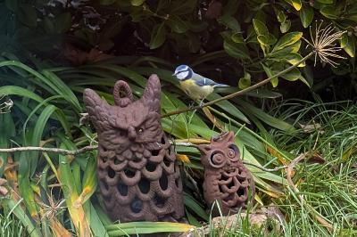 Mésange bleue