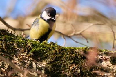 Mésange charbonnière