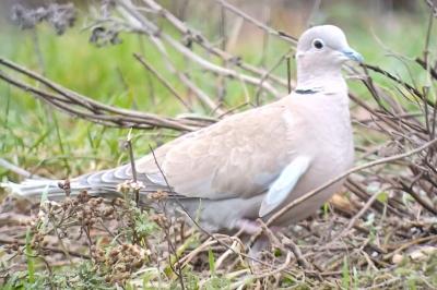 Streptopelia decaocto