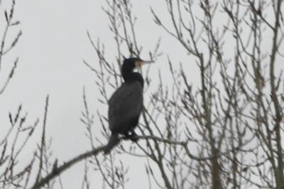 Grand Cormoran