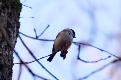 Mésange nonnette