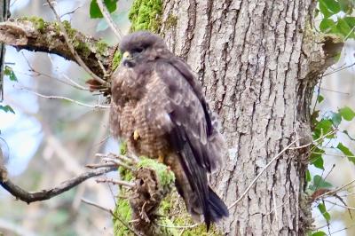 Buse variable