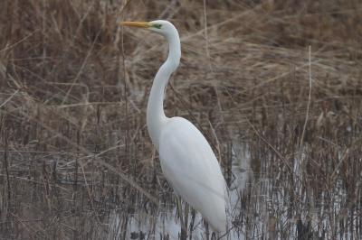Grande Aigrette