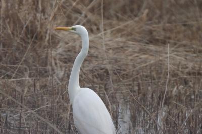 Grande Aigrette