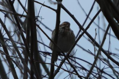 Bruant des roseaux