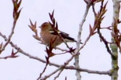 Pinson des arbres