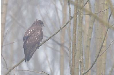 Buse variable
