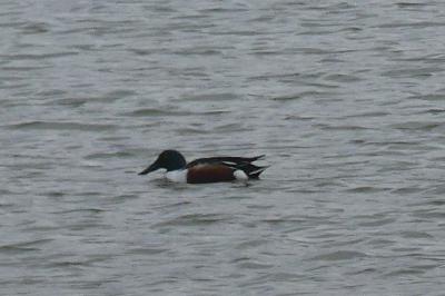 Canard souchet