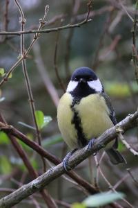 Mésange charbonnière